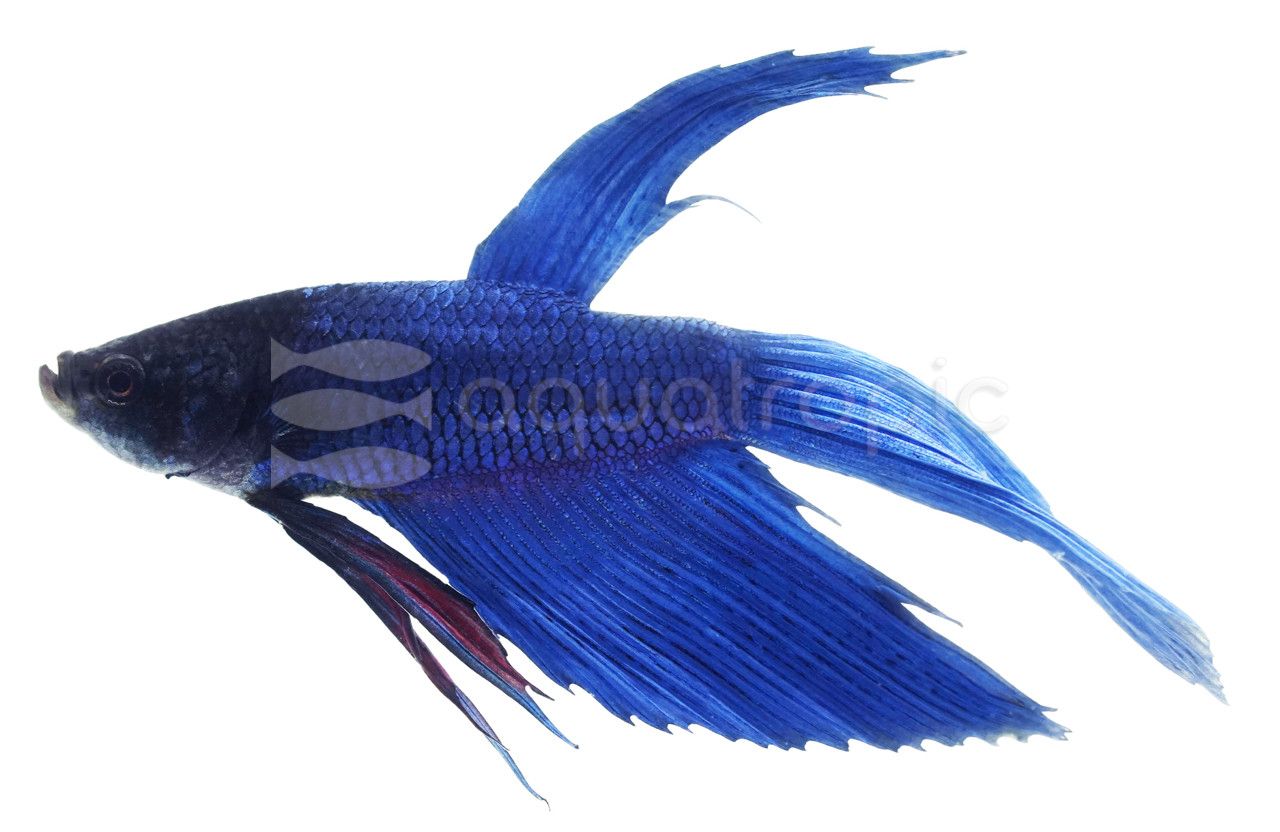 Betta Male Mixed Colours