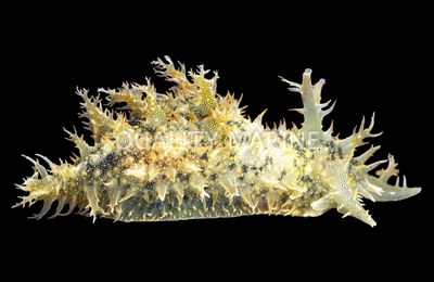 Tassled Sea Hare