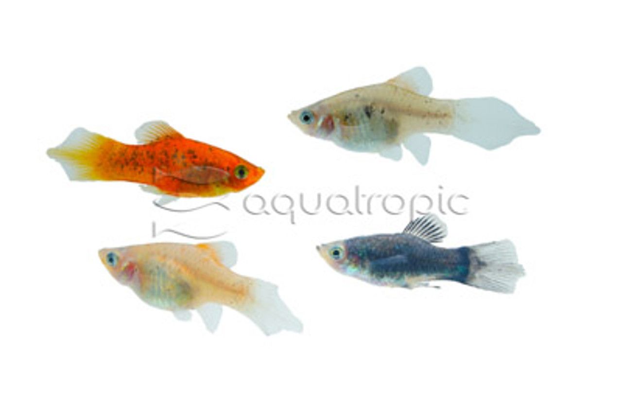 Mixed Platy