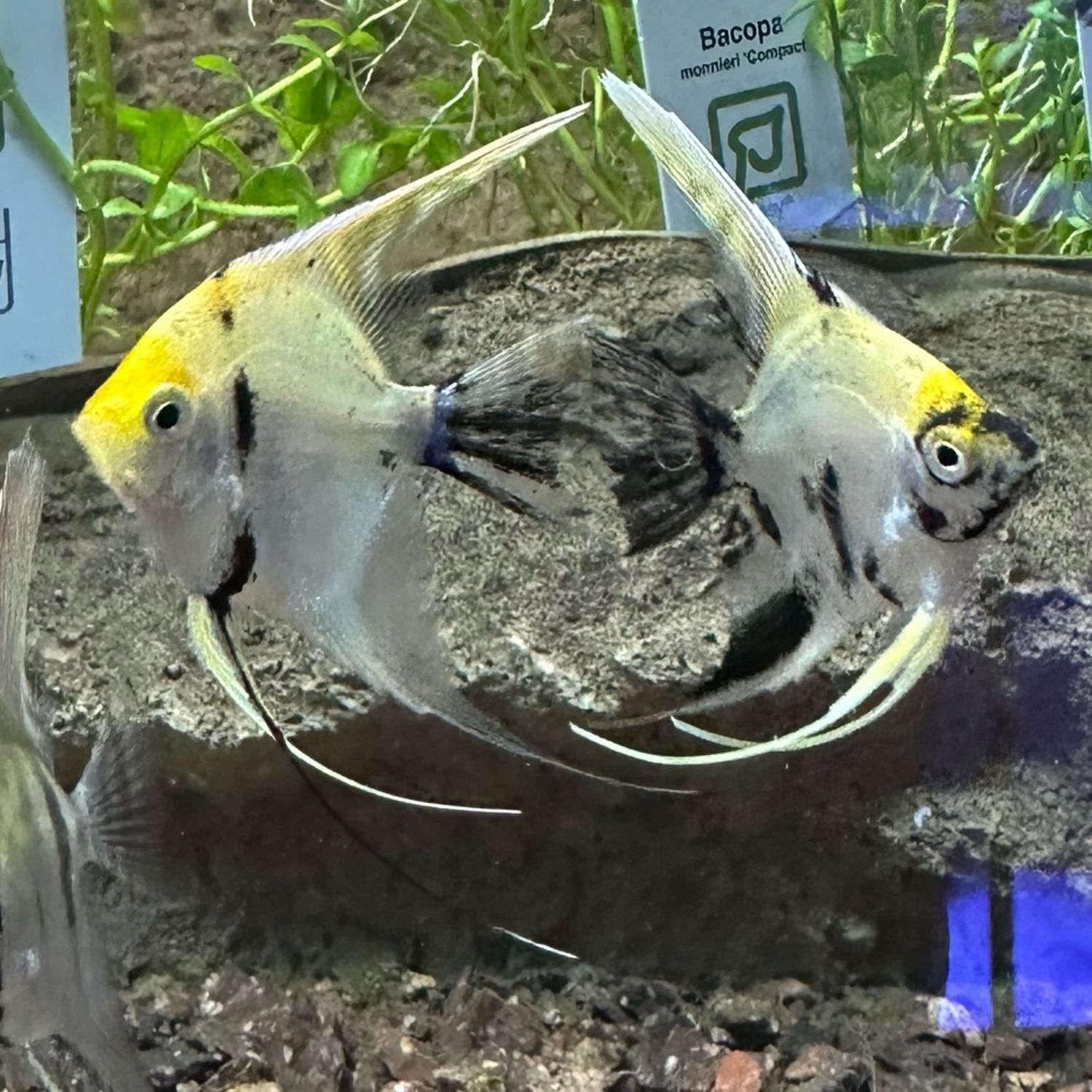 Mixed Angelfish