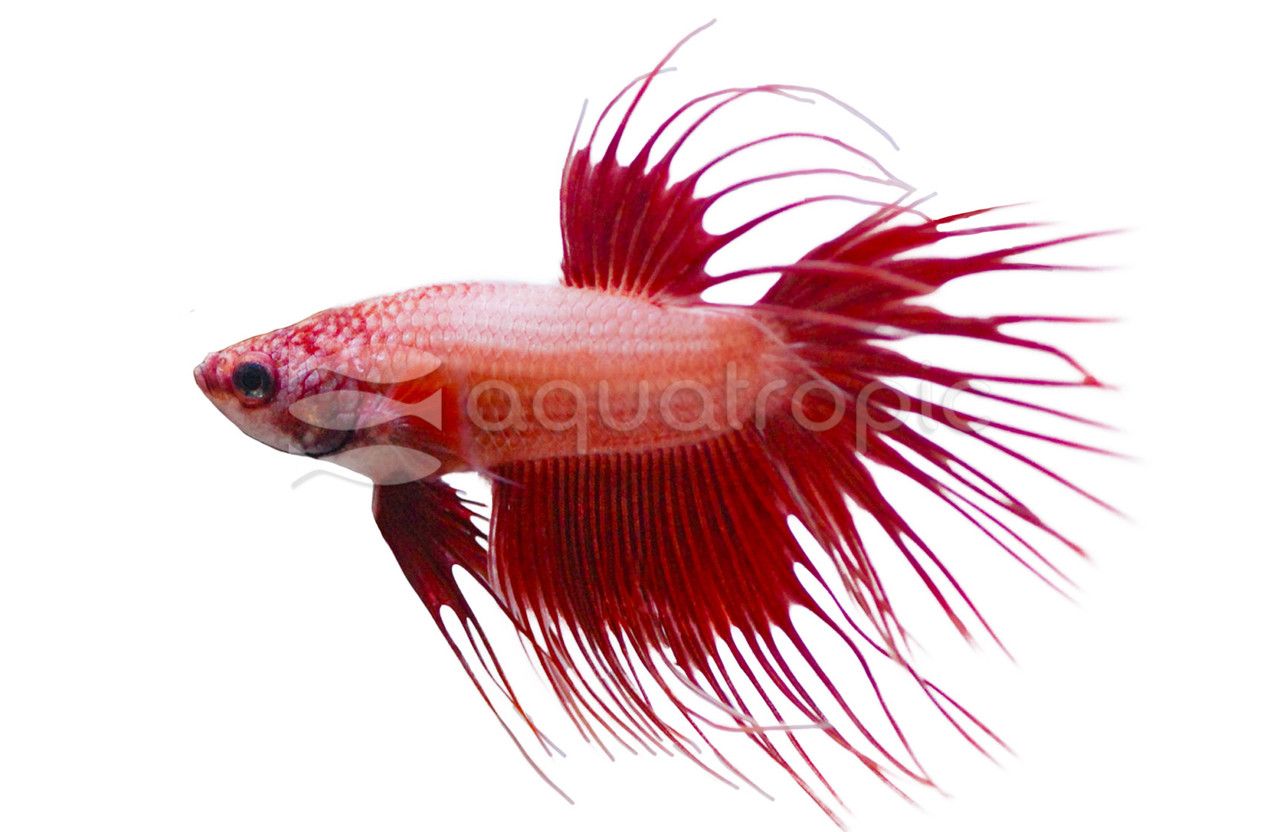 Betta Crowntail