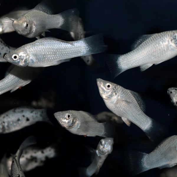 Silver Molly