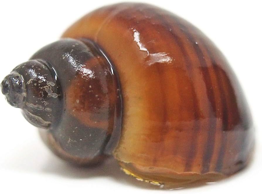 Albino Mystery Snail