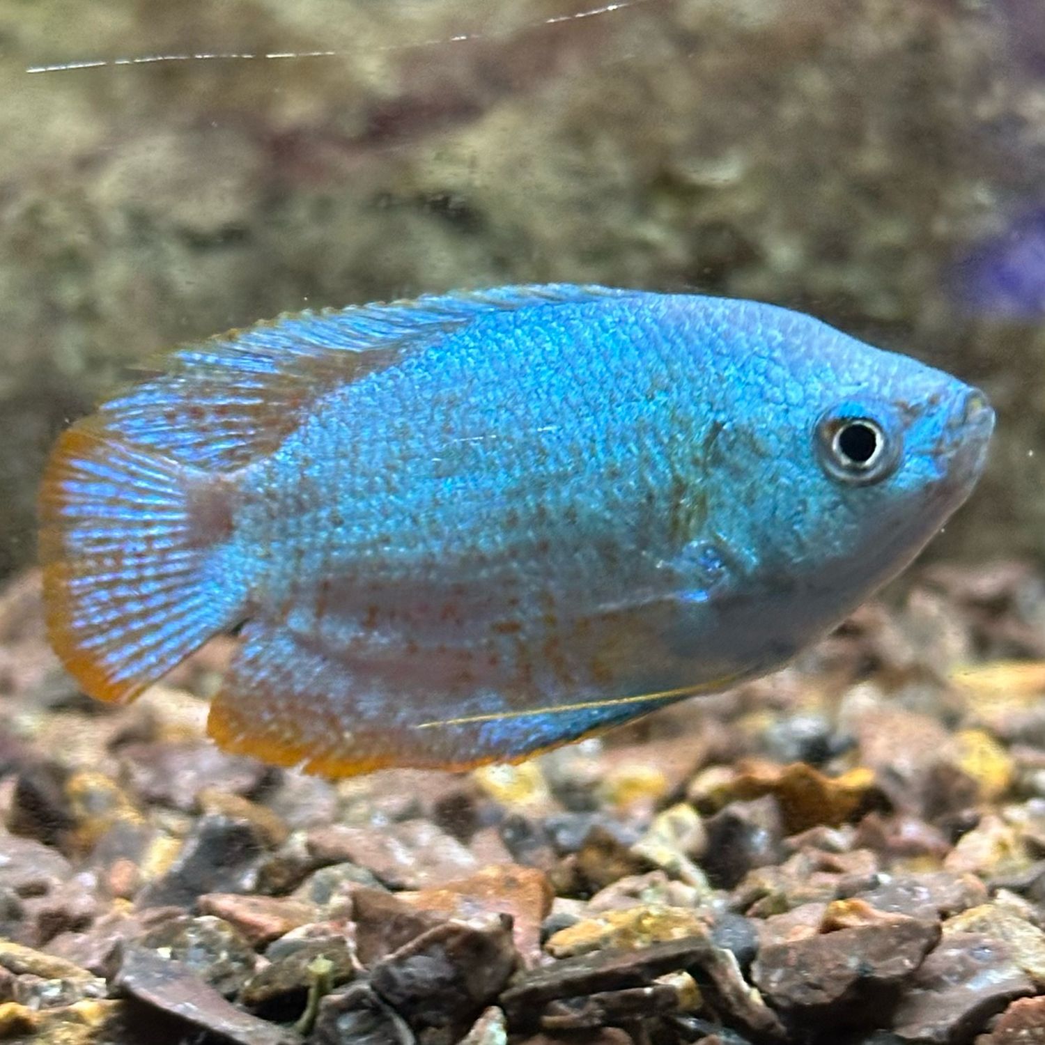 Dwarf Powder Blue Gourami