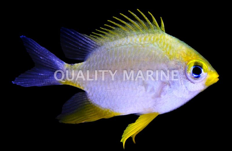Ternate Chromis