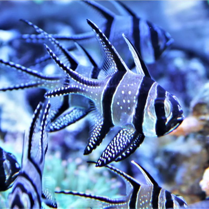 Captive Bred Banggai Cardinal