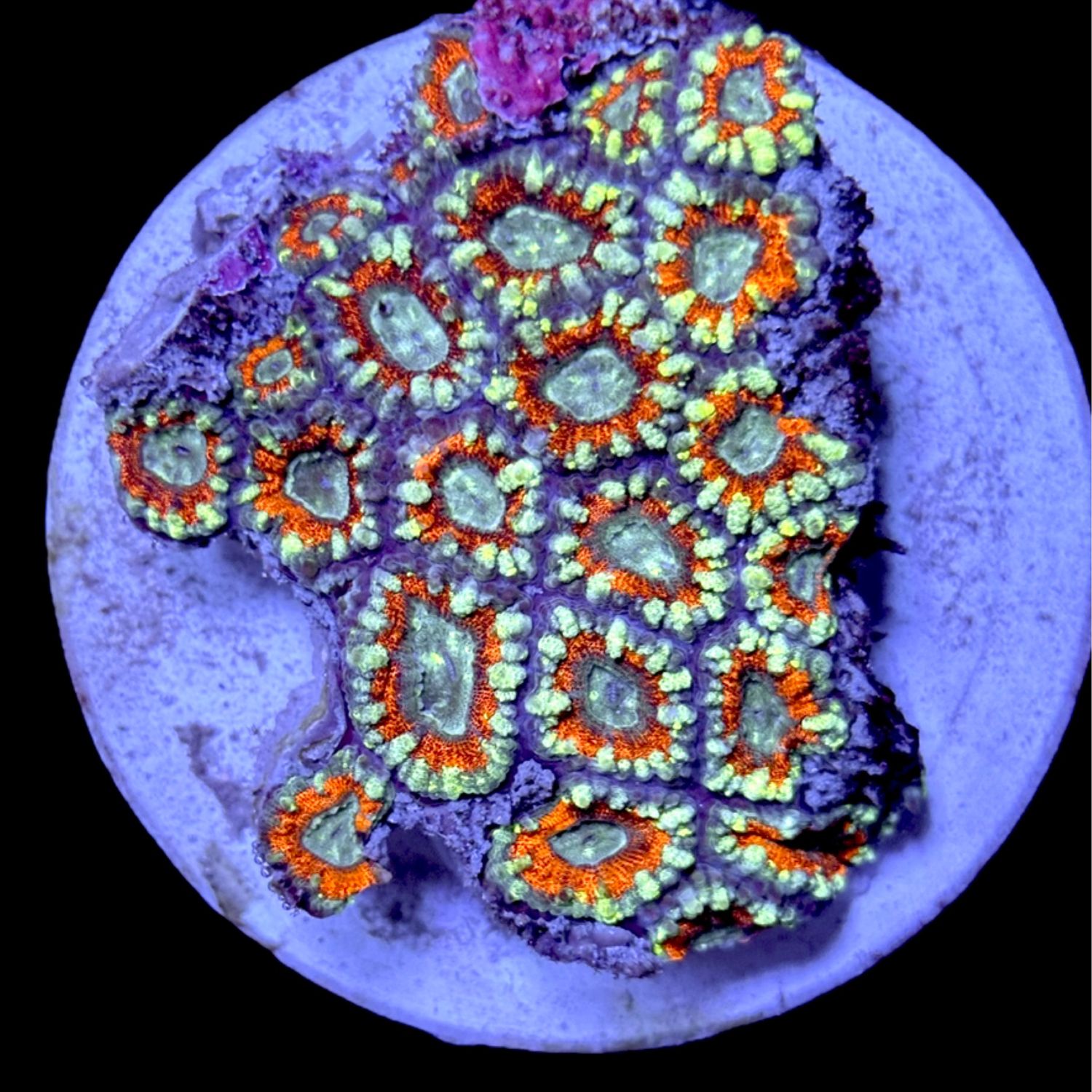 Acan ultra colony