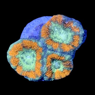 Acan Ultra Frags