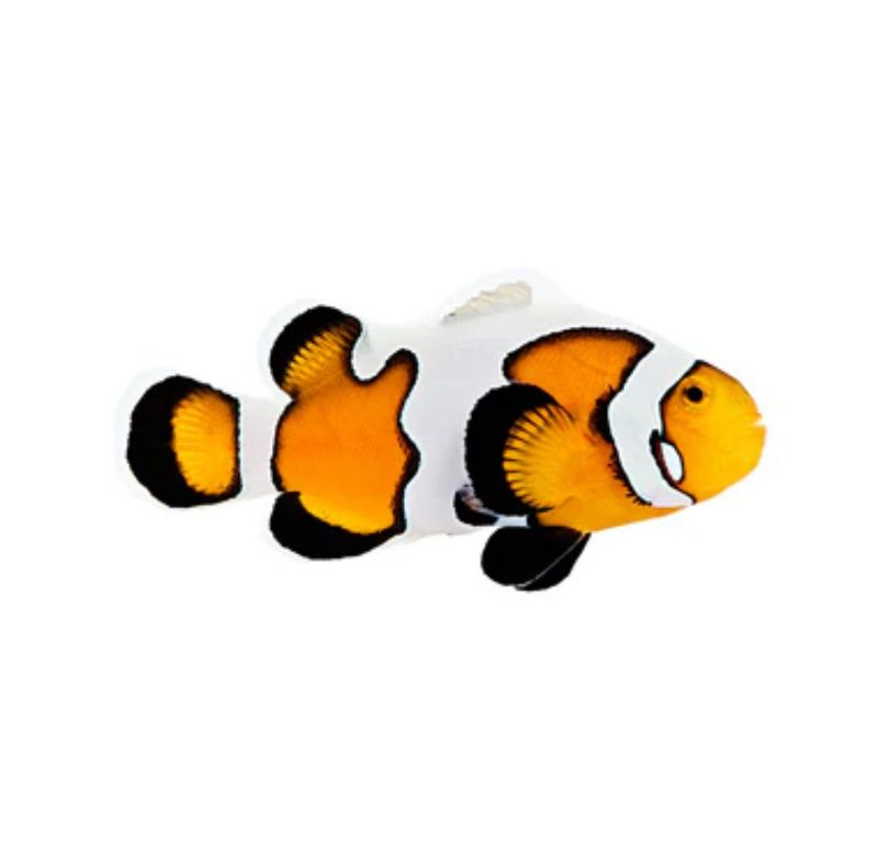 CB Premium Gladiator/DaVinci Clownfish
