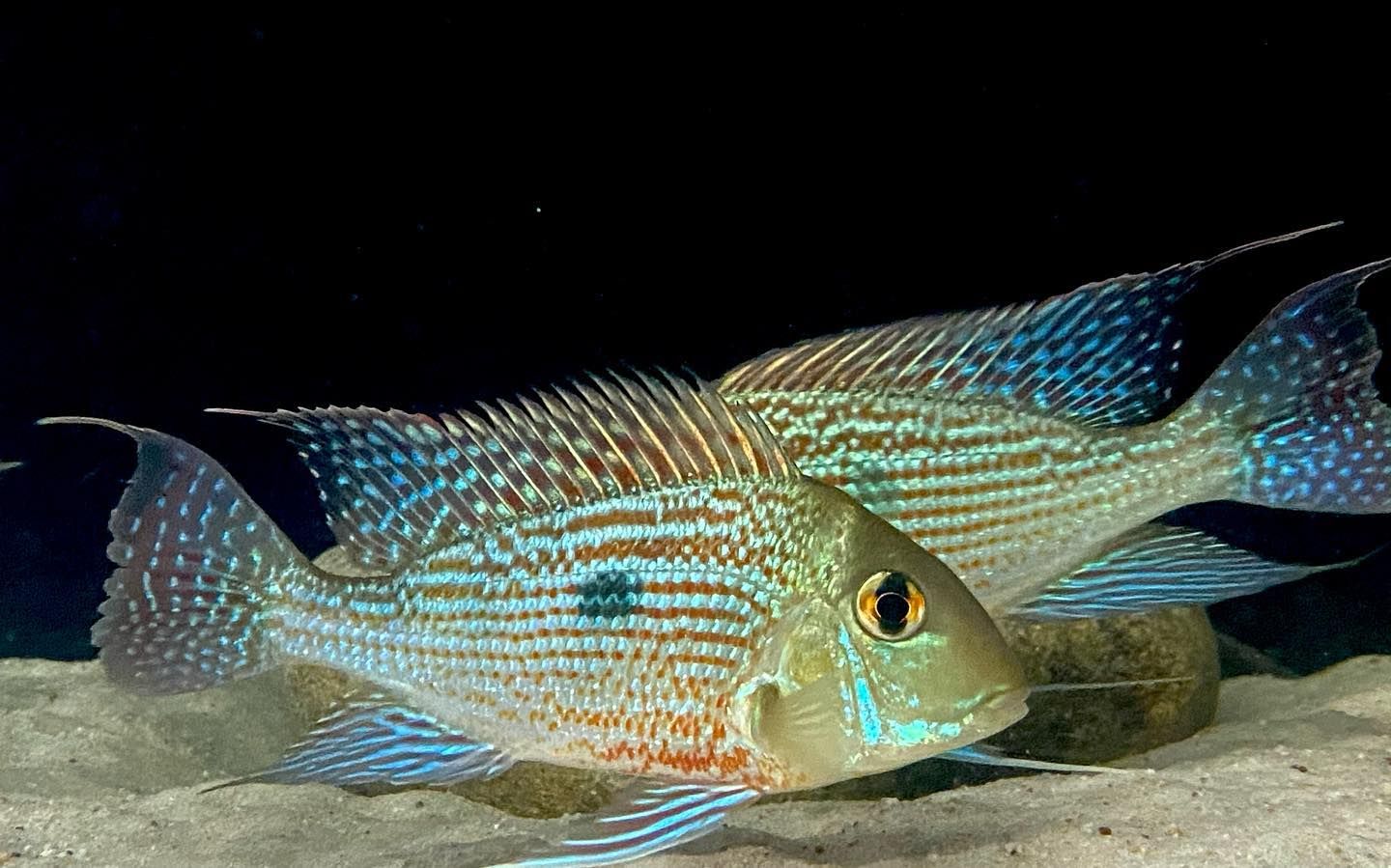 Geophagus Sveni Rio Araguari