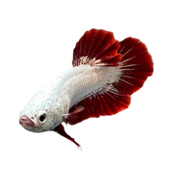 Betta Platinum Red Dragon