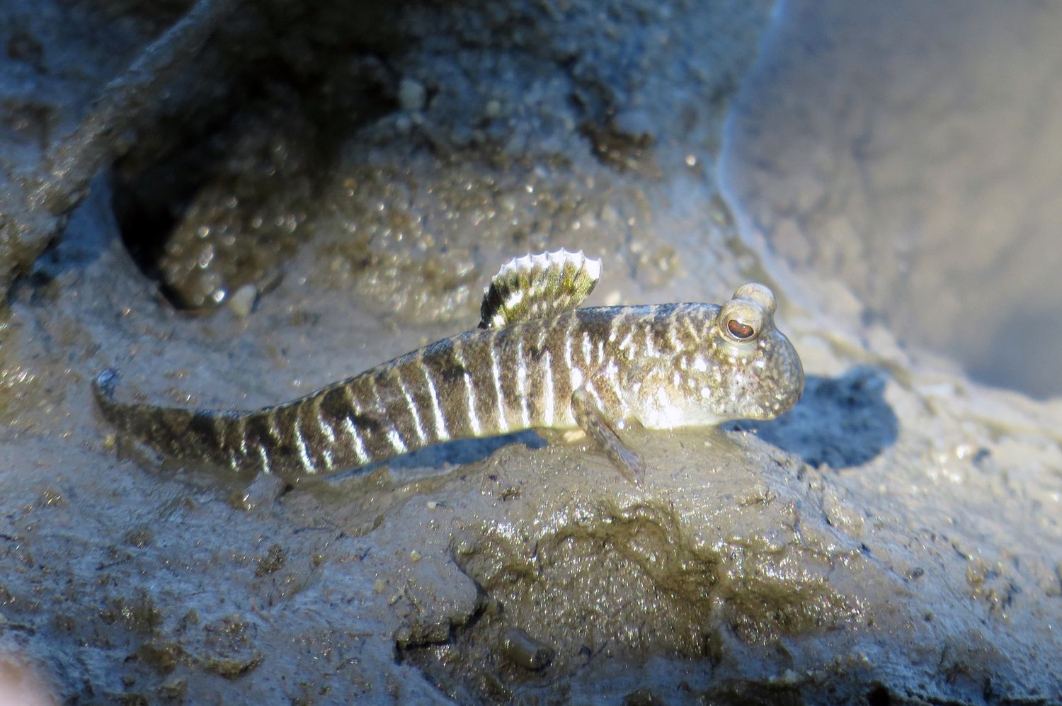 Graceful Mudskimmer (Periopthalmus gracilis)