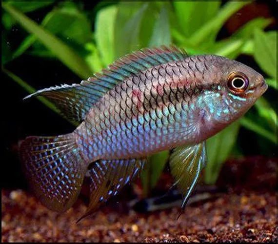 Dwarf Flag Cichlid (Laetacara curviceps)