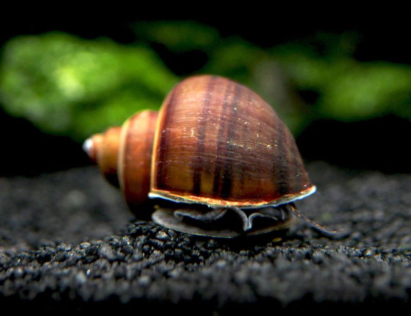 Black Foot Mystery Snail