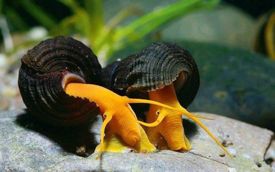 Orange Volcano Rabbit Snail