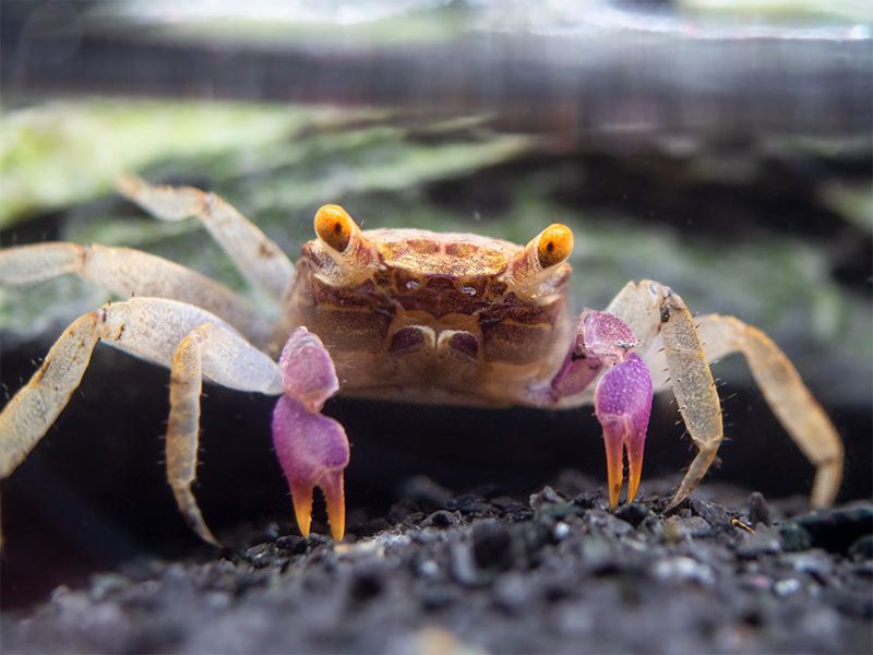 Orange Disco Vampire Crab (Geosesarma cf. tiomanicus)