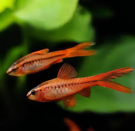 Veiltail Cherry Barbs