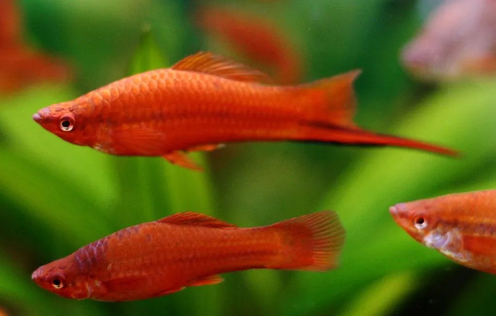 Red Velvet Swordtail