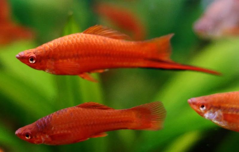 Red Velvet Swordtail