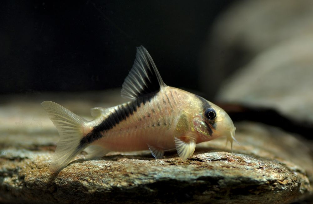 Melini Corydoras