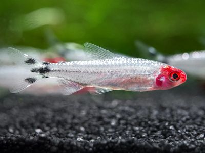 Brilliant Rummy Nose Tetra (Hemigrammus bleheri)