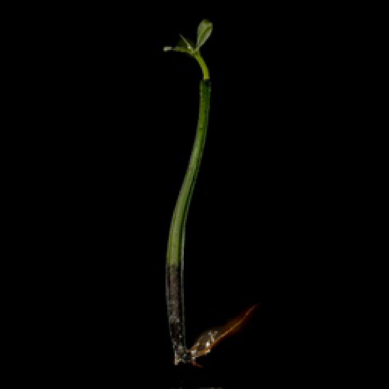 Red Mangrove with roots