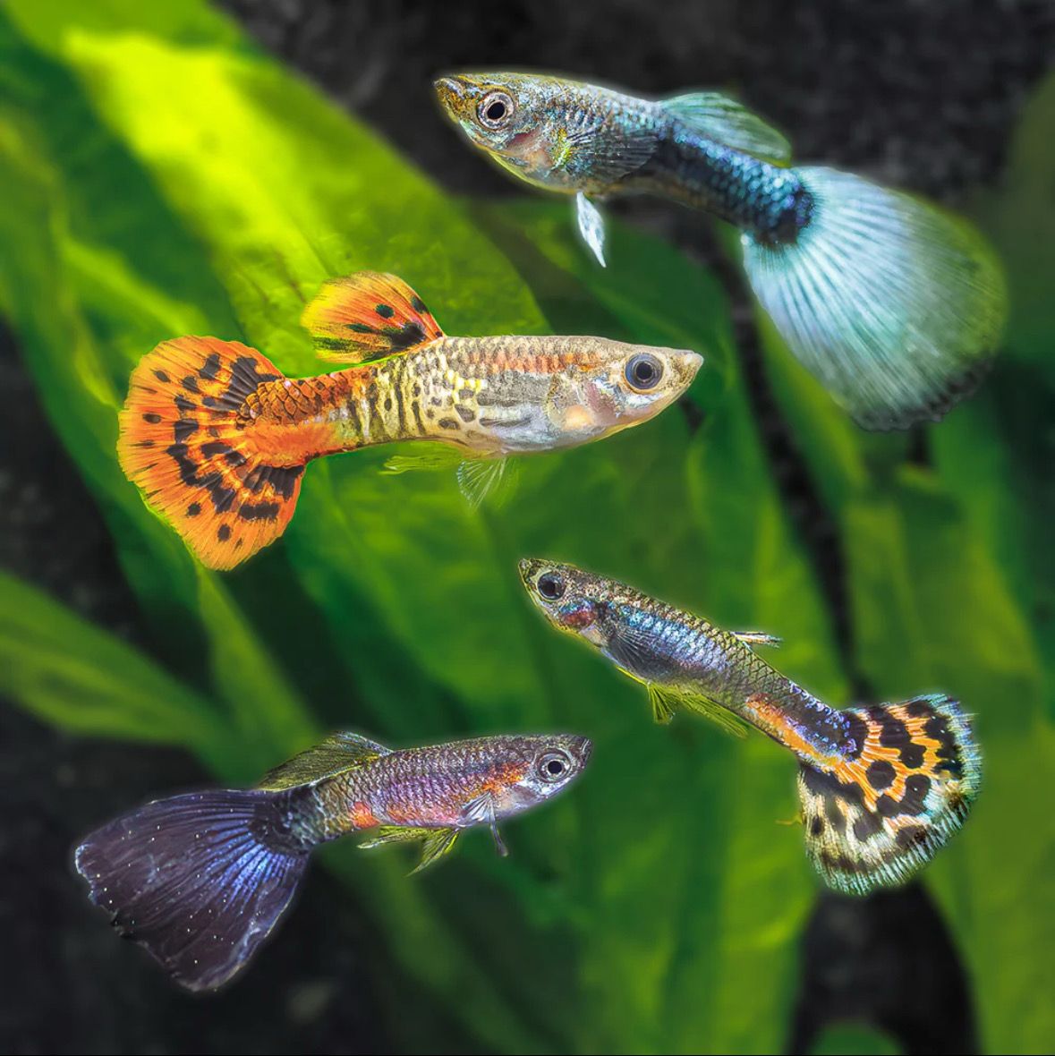 Assorted Fancy Guppy Male