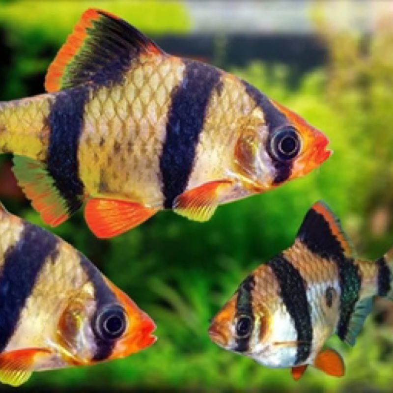 Tiger Barb