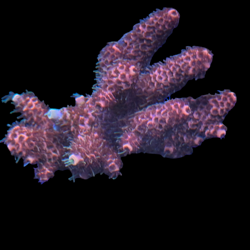 Bali Hot Red Millepora wysiwyg