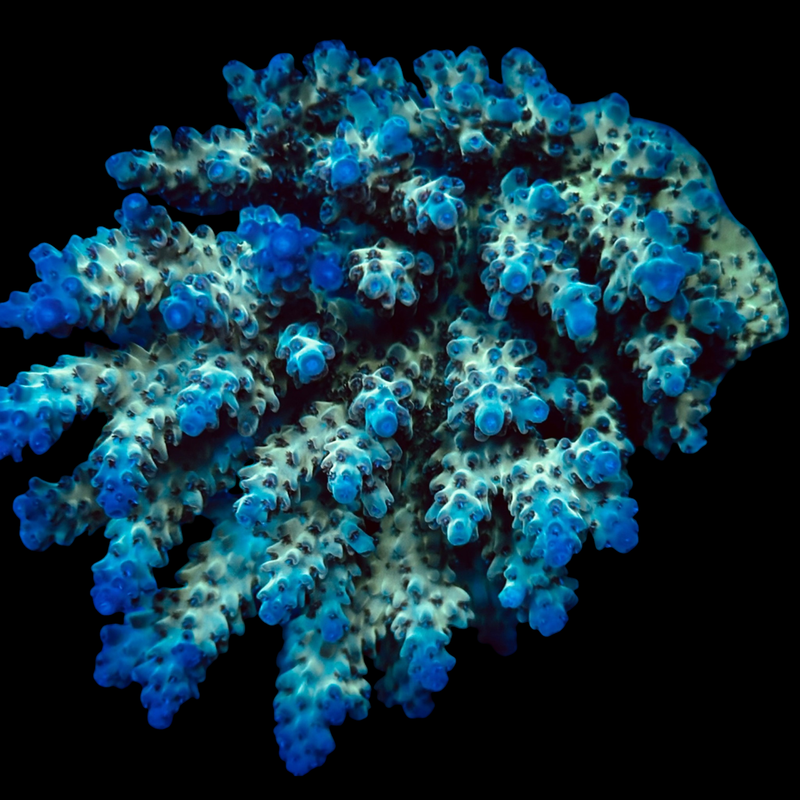 Acropora colony 14