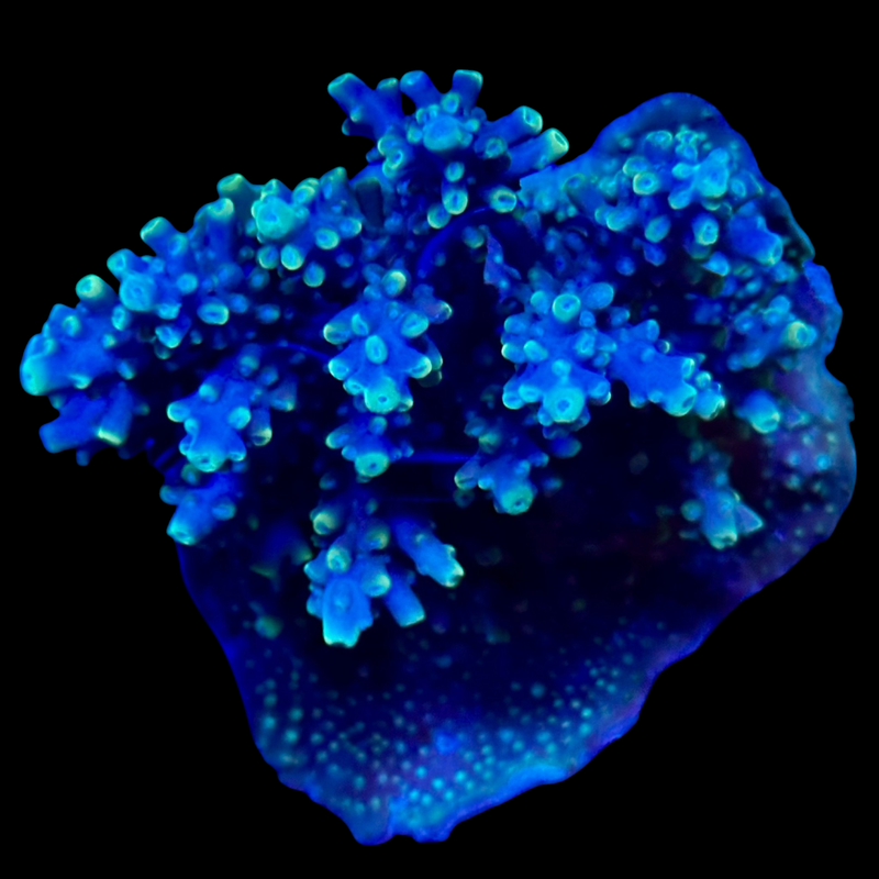 Acropora colony 15