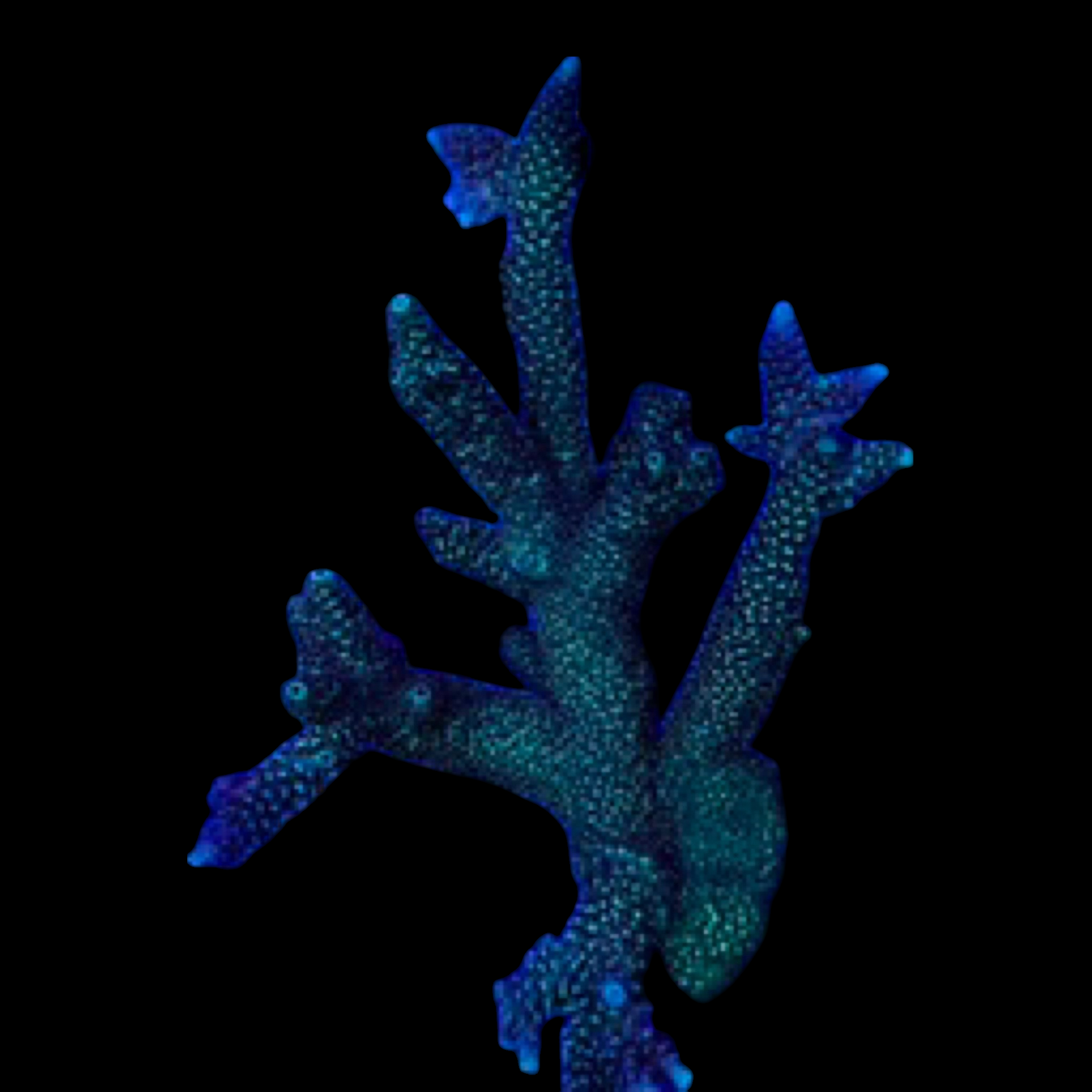 Acropora colony 2