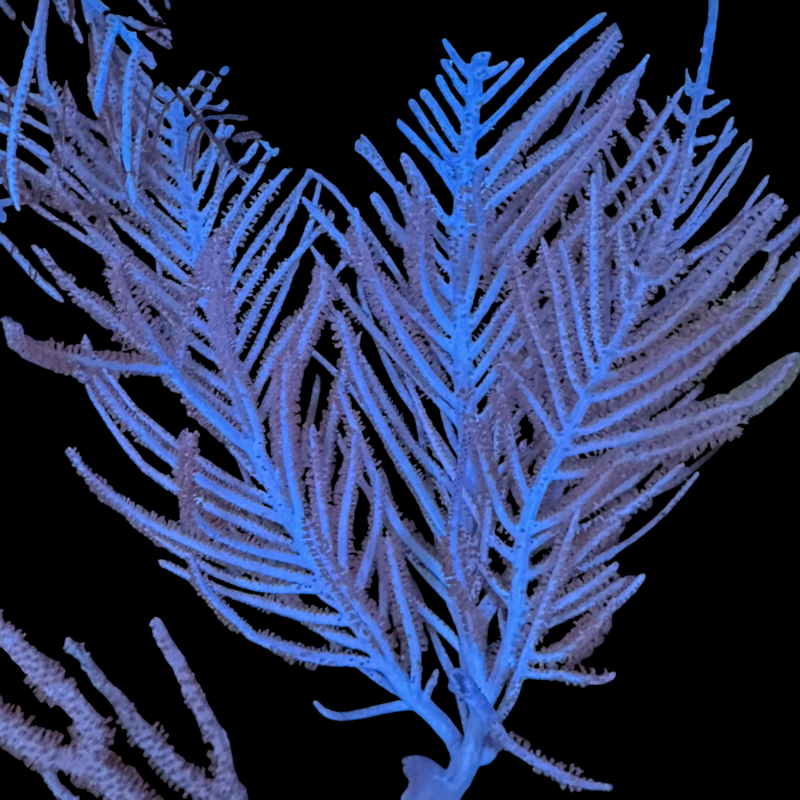 Sea Plume Photosynthetic Gorgonian