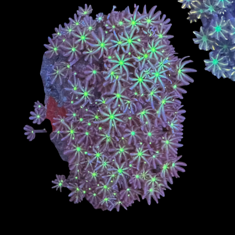 Green neon Clove polyps colony