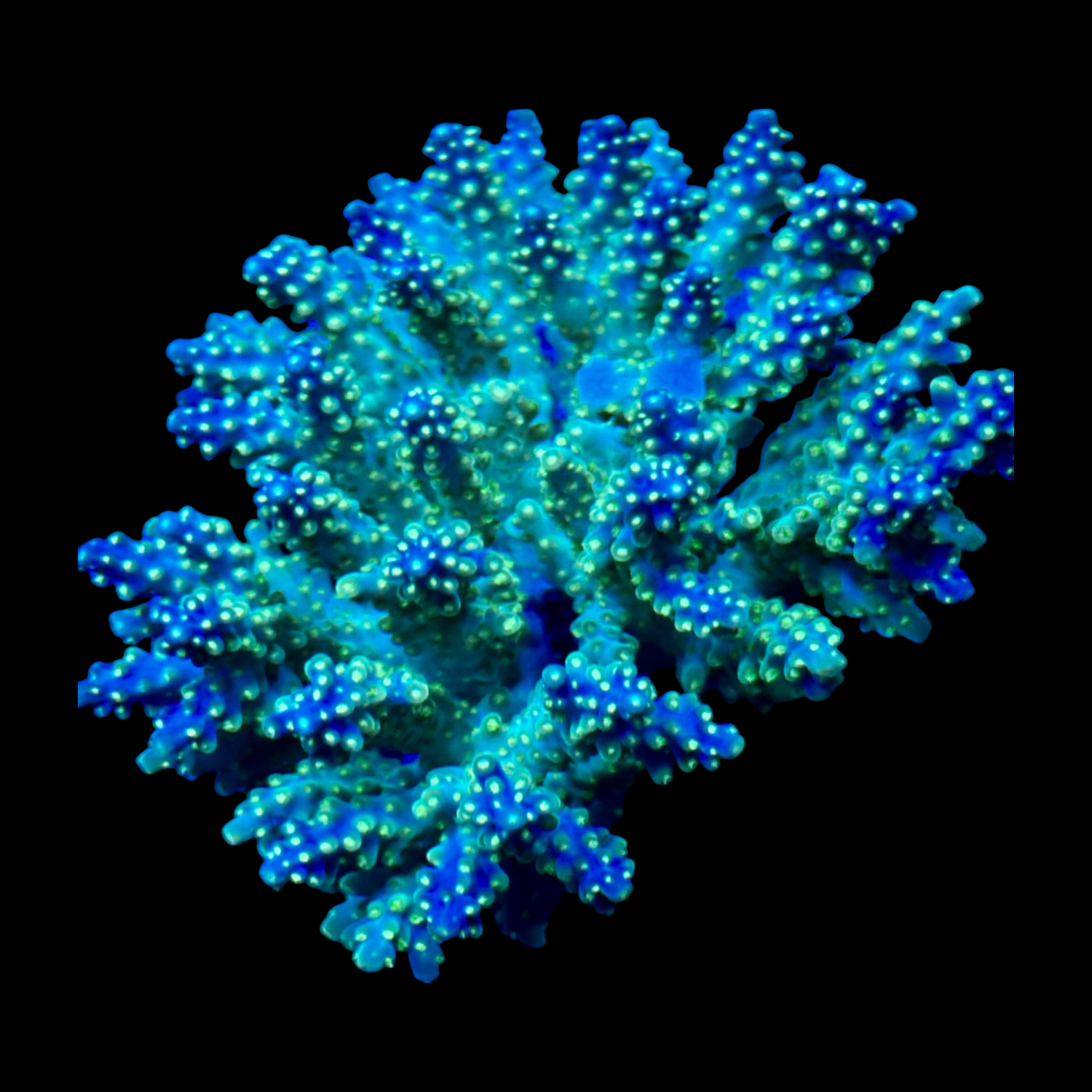 Acropora colony 9