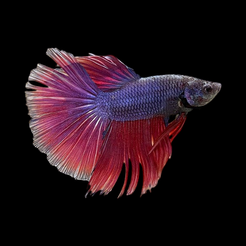 Betta Male Super Delta Mixed Colours