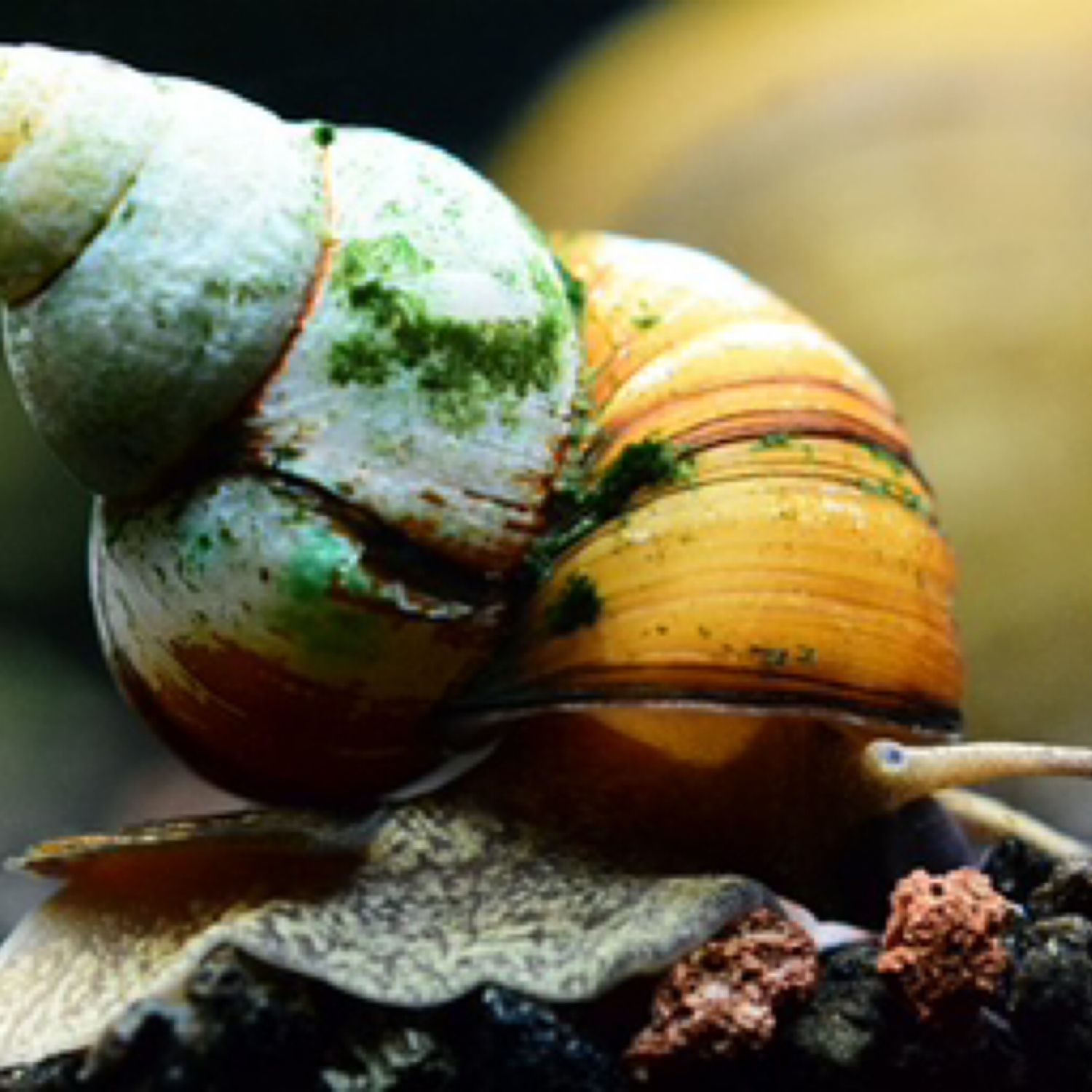 Japanese Trapdoor Snail