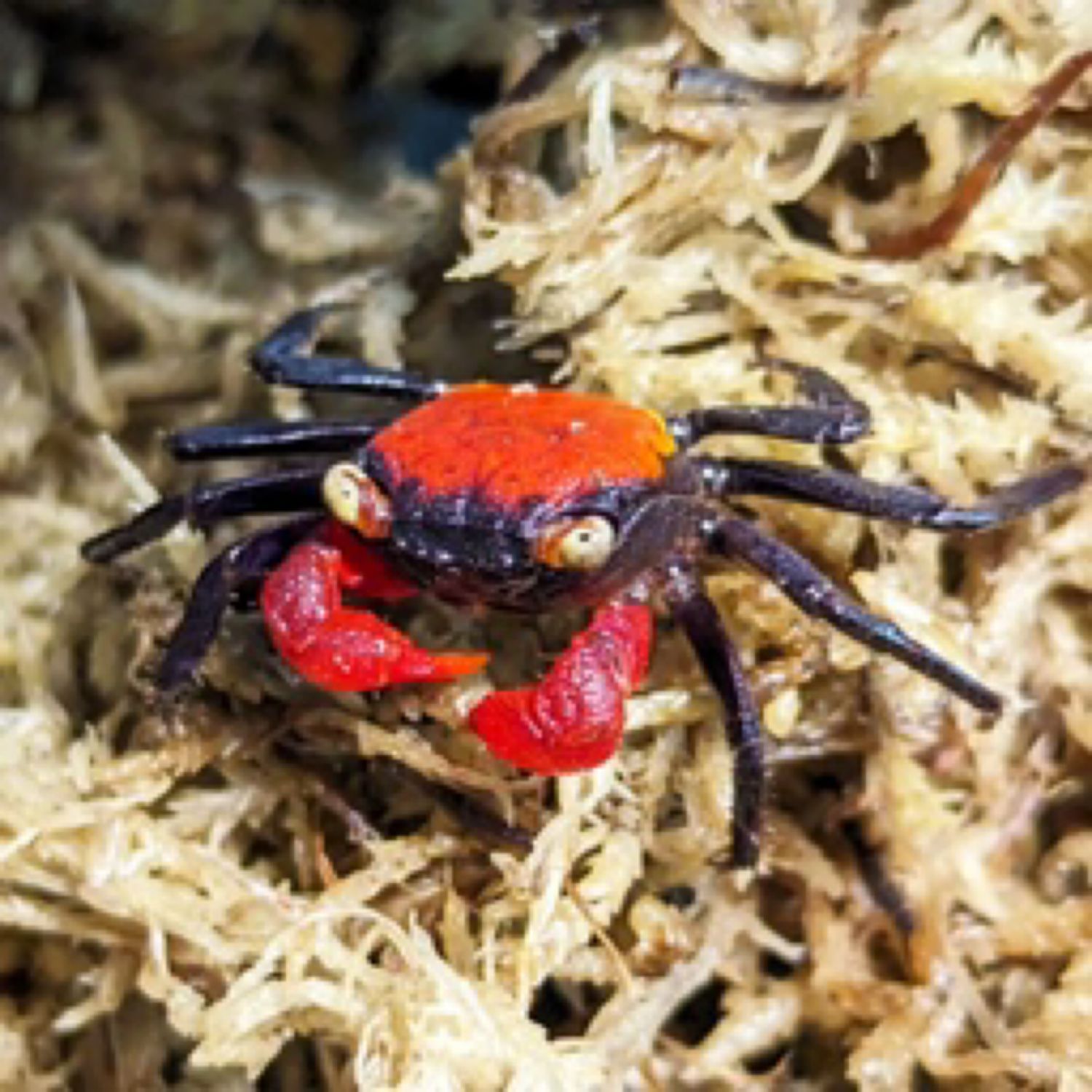 Red Devil Vampire Crab -Geosesarma sp