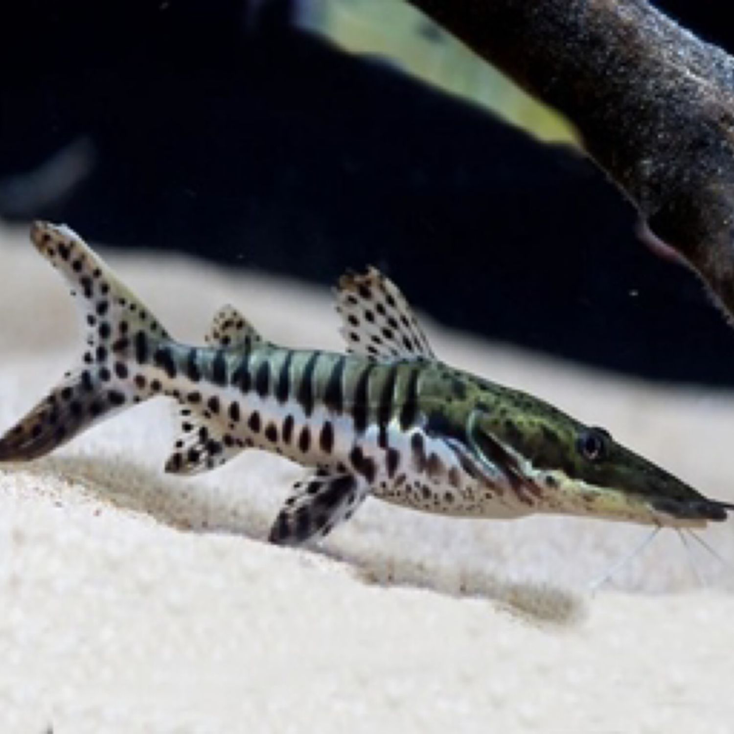 Tiger Shovelnose Catfish