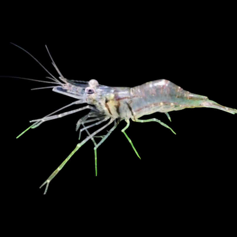 Ghost Shrimp - Palaeomonidae