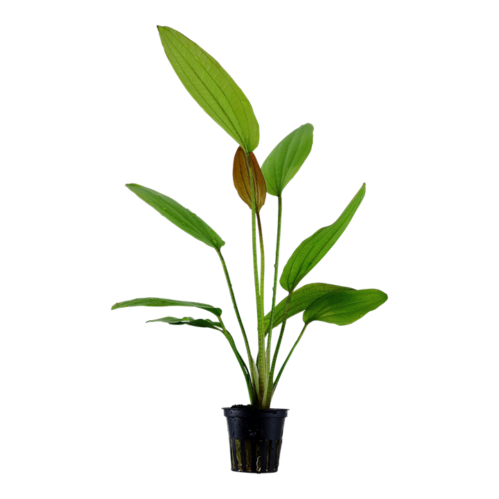 Tropica Echinodorus &#39;Rosé&#39;