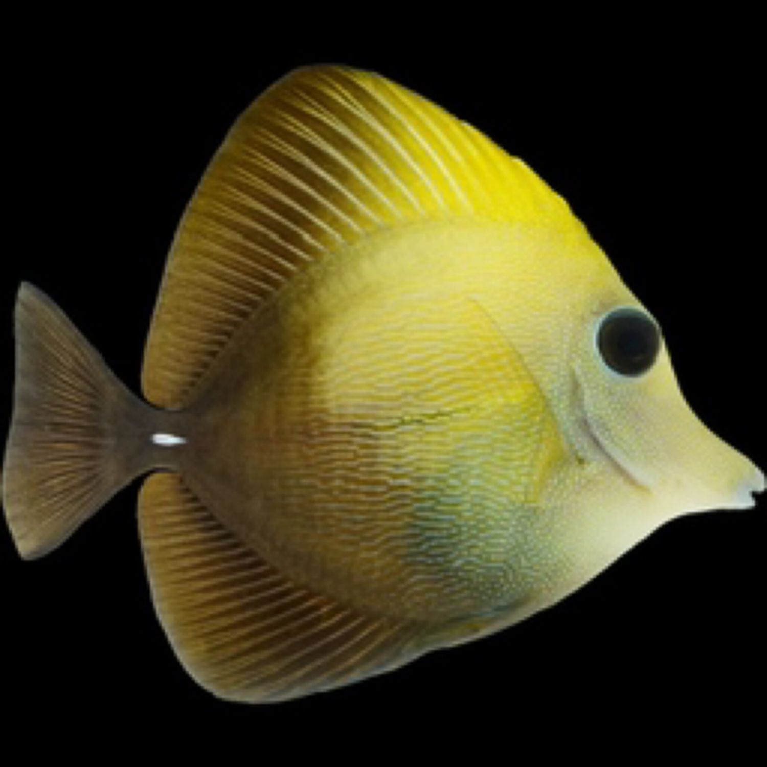 Yellow Scopas Lg