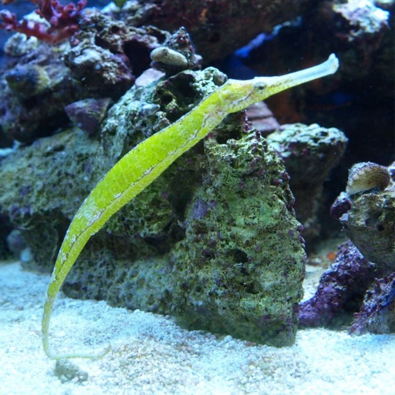 Green Dragon Pipefish Lg