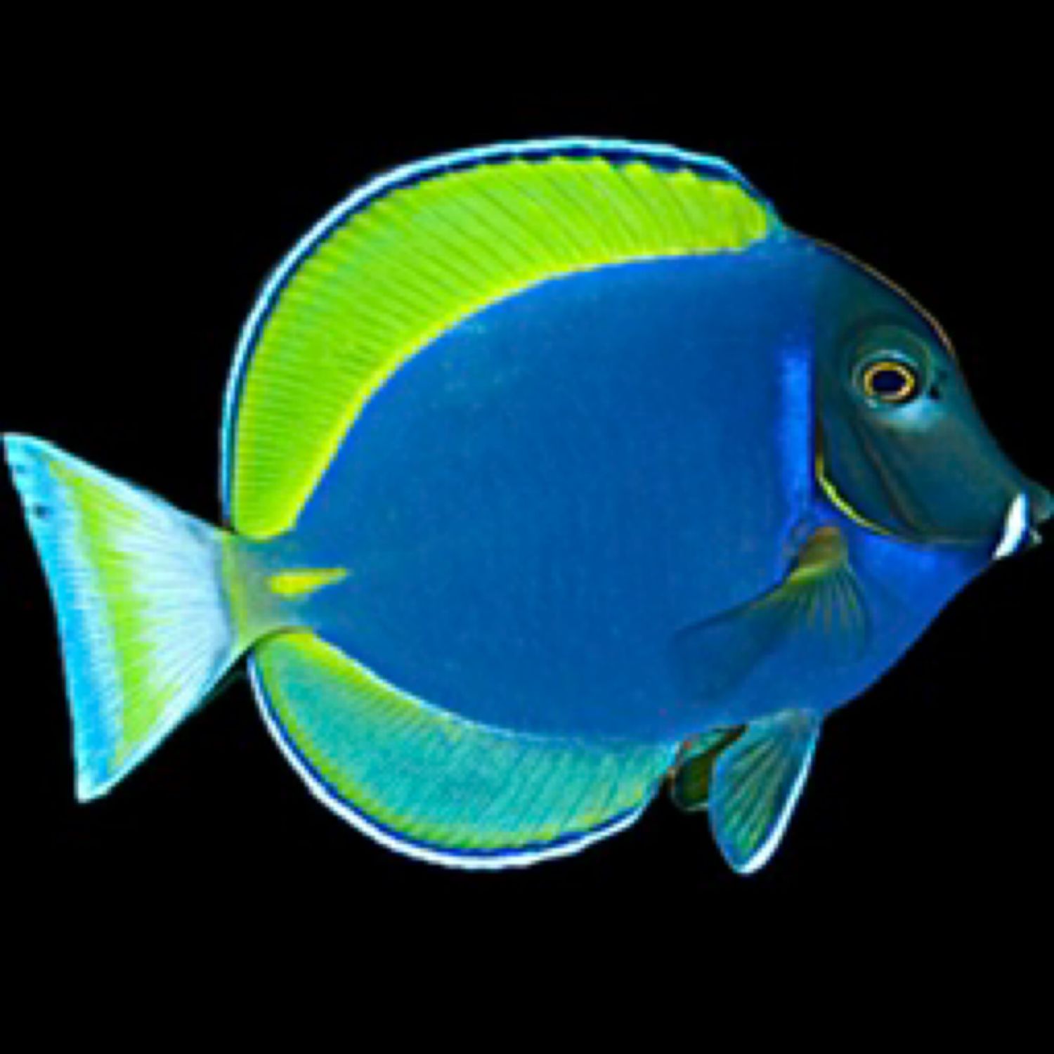 Powder Blue X White Cheek Tang, Hybrid (Acanthurus leucosternon x nigricans) Med