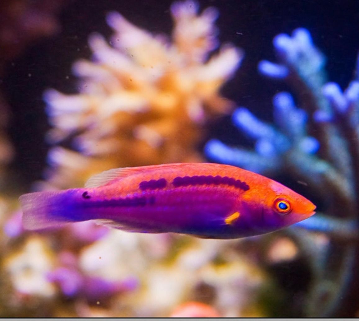 Multicolor Lubbock&#39;s Fairy Wrasse