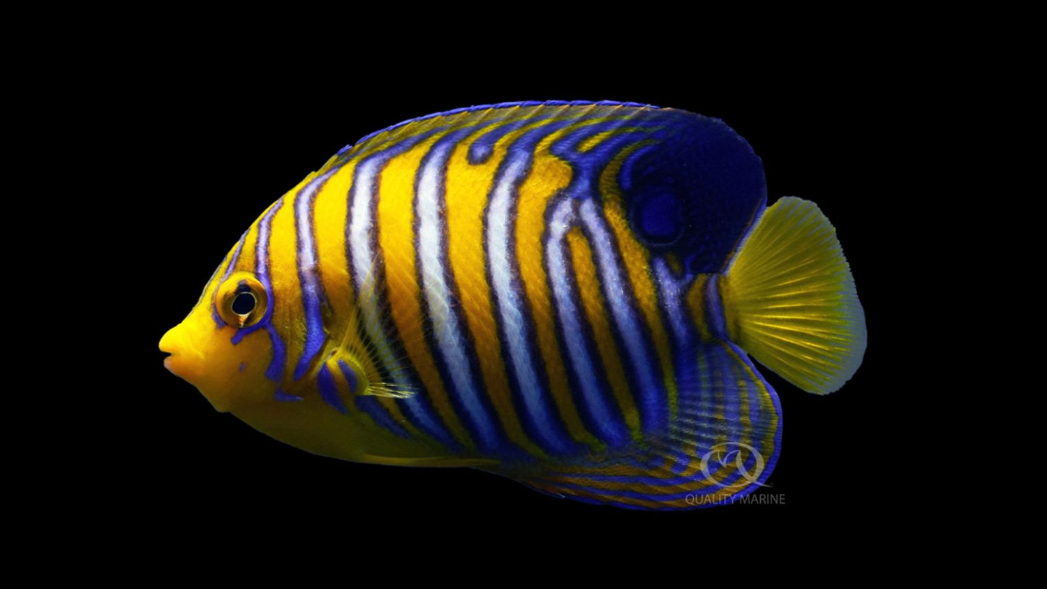 Orange Misbar Regal Angelfish