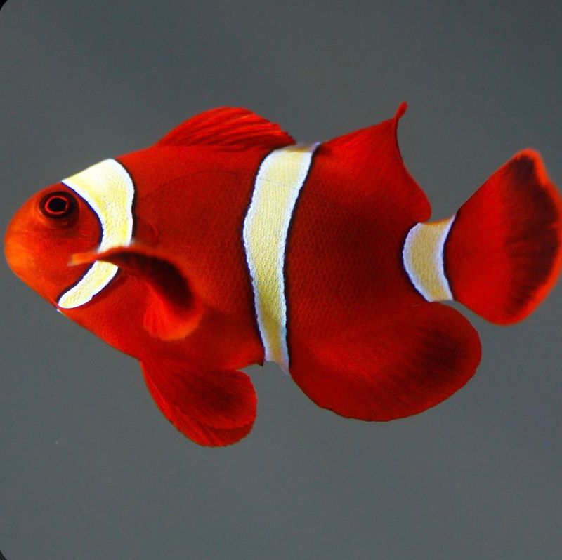 Yellow Stripe Maroon Clownfish