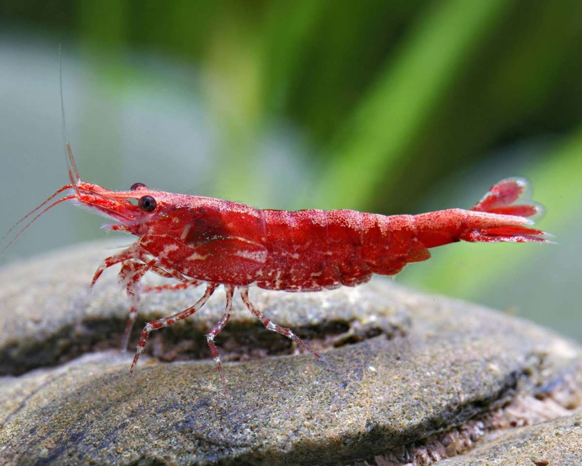 Red Cherry Fire Shrimp