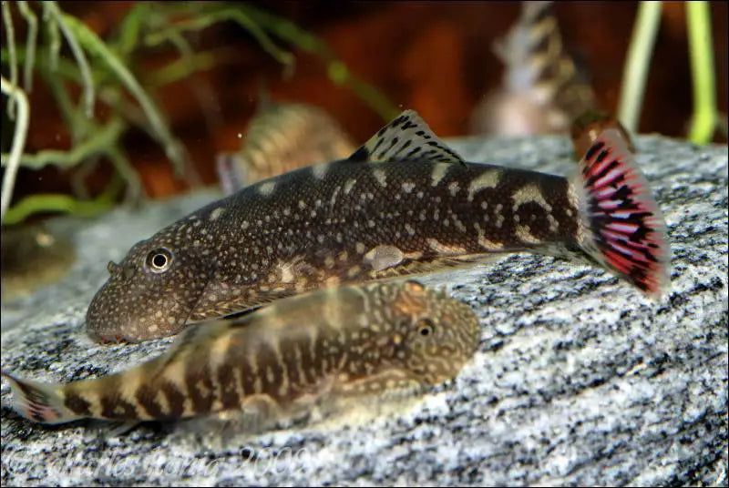 Redfin Borneo Hillstream Loach (Gastromyzon Ocellata)