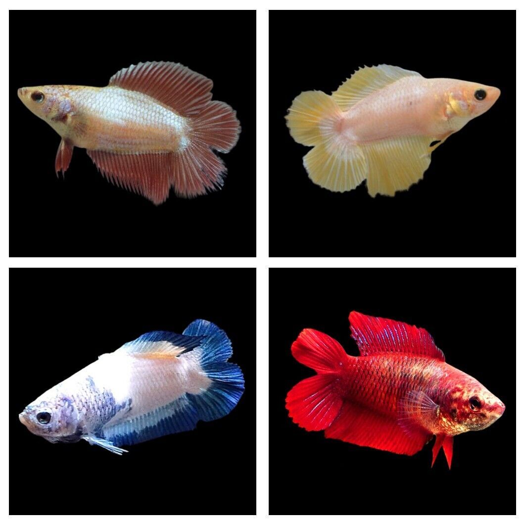 Betta Halfmoon Doubletail Female